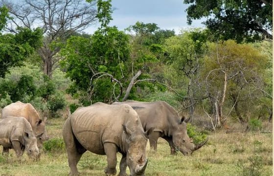 8-Day Kenya Nature & Wilderness Mid Range-Luxury Safari