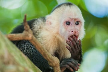 ATV Adventure and Wildlife Encounter in Roatán, Honduras