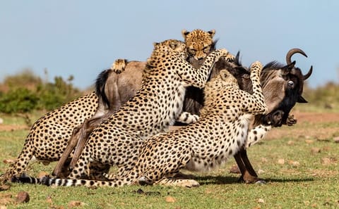7-Day Budget Safari Adventure in Nairobi and Narok
