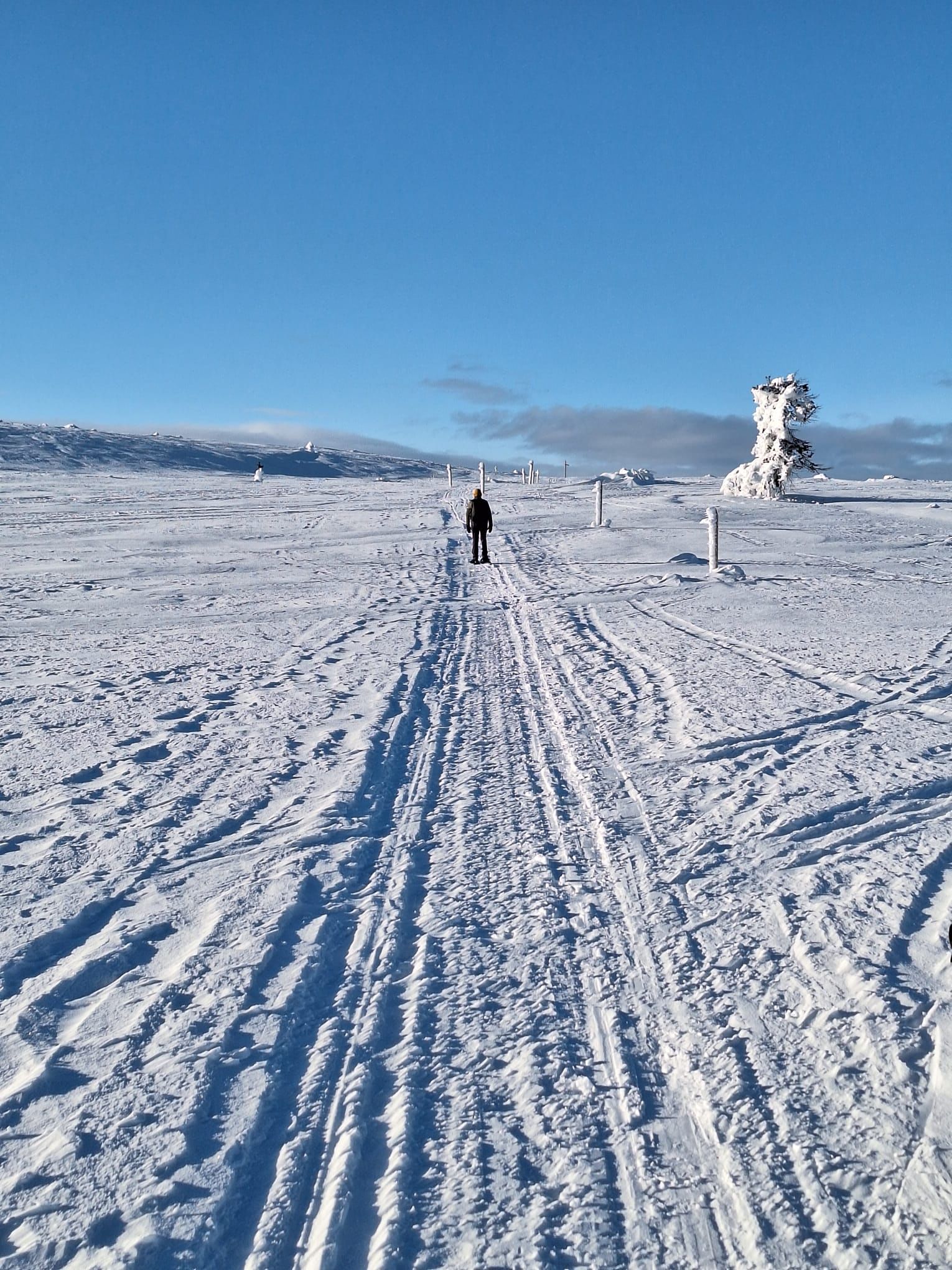 A lone snowshoer walking on a snowy trail through an open Arctic landscape with sculpted snow-covered trees and mountains in the distance.