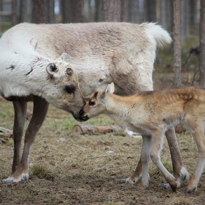 A Night in the Pasture with Baby Reindeer & Their Mothers