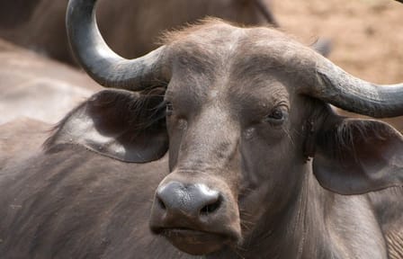 Shimba Hills National Reserve Day Tour with Sheldrick Falls