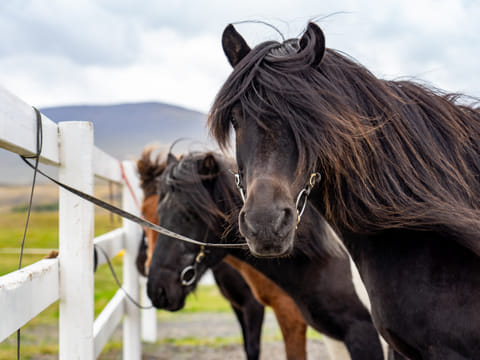Date the Icelandic Horse, photo 3