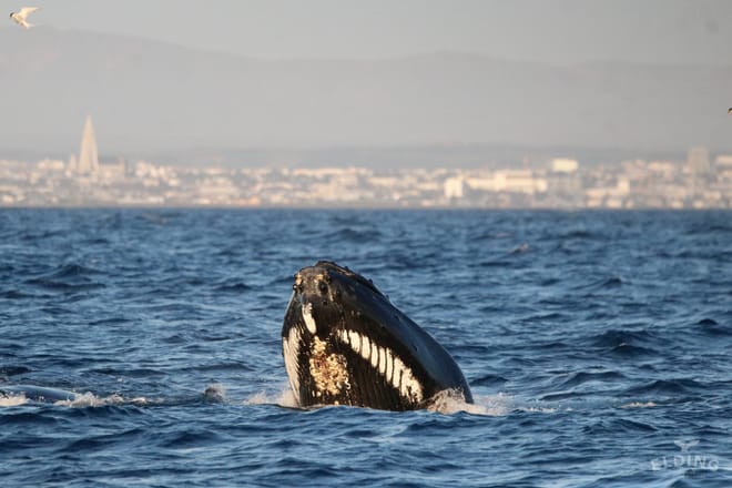 Reykjavík Whales & Puffins photo 6
