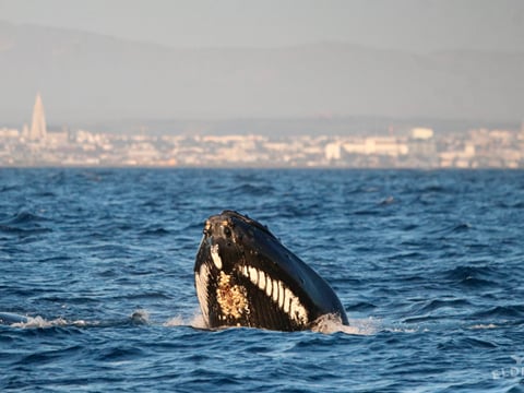 Reykjavík Whales & Puffins, photo 7