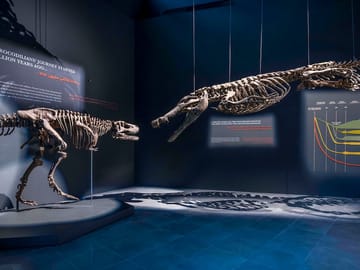 Dubai Crocodile Park Tour and Dinner Cruise on Marina Dhow
