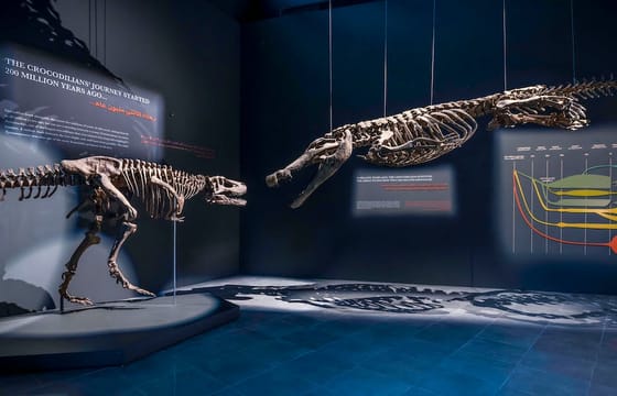 Dubai Crocodile Park Tour and Marina Dhow Dinner Cruise with Private Transfers