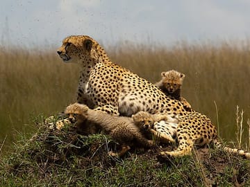 cheetahs in the grass Masai Mara