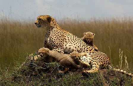9-Days Best Kenya Family Wildlife Safari from Nairobi