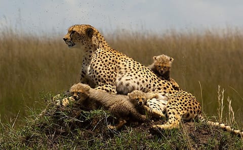 9-Day Family Wildlife Safari Experience in Kenya