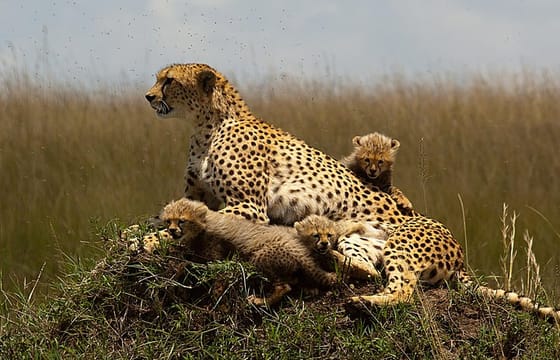 9-Days Best Kenya Family Wildlife Safari from Nairobi