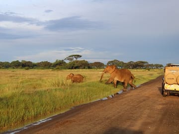 Evening shade of light for a Mother and calf elephant crossing.