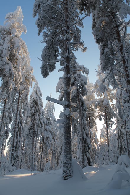Snowshoe trek to Finnish Forest photo 3