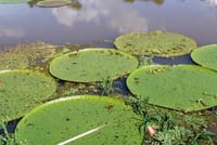 Iquitos, Peru