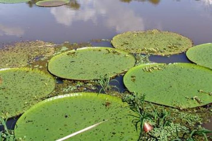 Iquitos, Peru
