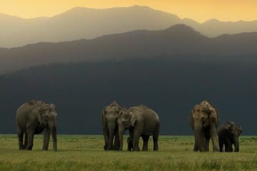 Delhi to Corbett Tiger Reserve 3-Day Wildlife Tour