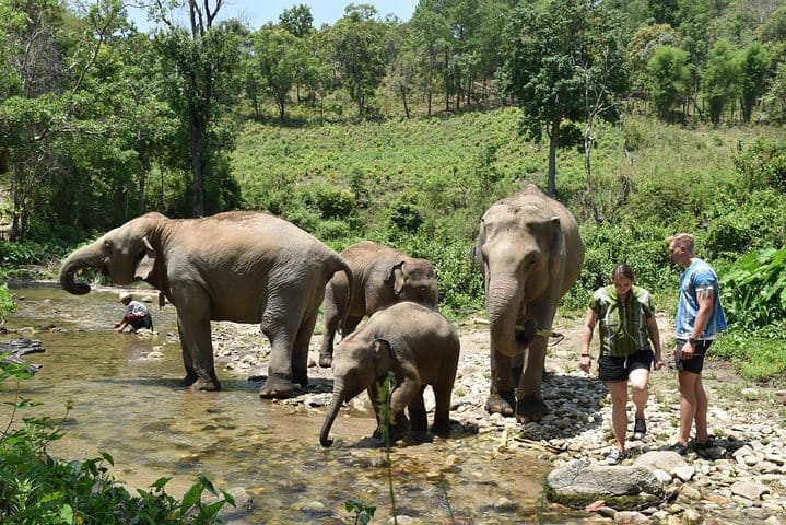 Care Pride Elephants: Full-Day Tour Experience
