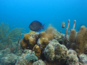 Puerto Morelos Reef Snorkeling Experience