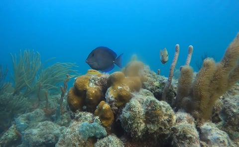 Puerto Morelos Reef Snorkeling Experience