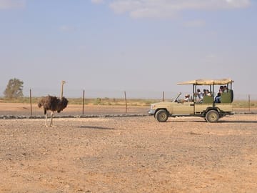 Private Wildlife Safari and Overnight at Azraq Wetland Reserve