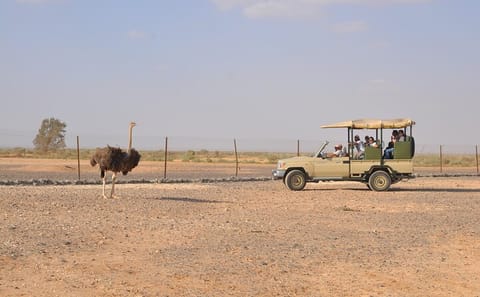 Private Wildlife Safari and Overnight at Azraq Wetland Reserve