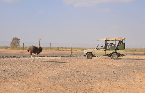 Private Shaumari Wildlife Experience and Overnight at Azraq Wetland Reserve.