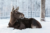 Visit to Ranua Arctic Wildlife Park - Rovaniemi 2