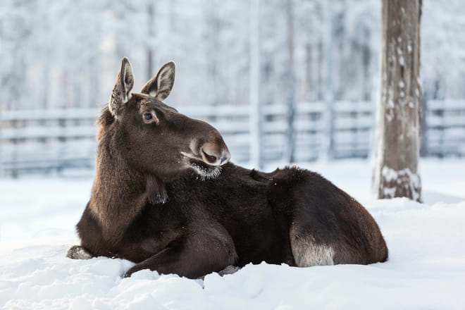 Visit to Ranua Arctic Wildlife Park - Rovaniemi photo 2