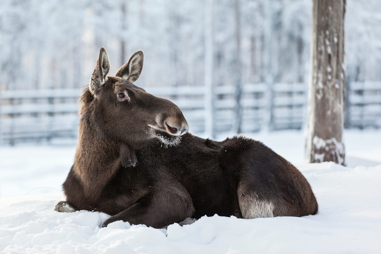 Visit to Ranua Arctic Wildlife Park - Rovaniemi 2