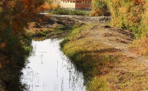 Private Tour of Eastern Jordan's Desert Castles and Azraq Wetland