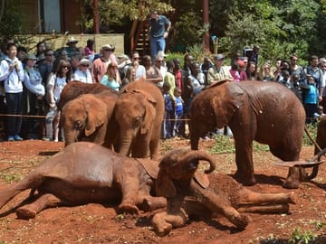 Private Half-Day Tour of David Sheldrick Elephant Orphanage in Nairobi