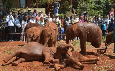 Private Half-Day Tour of David Sheldrick Elephant Orphanage in Nairobi