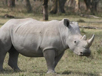 Half Day Nairobi National Park Tour From Nairobi|