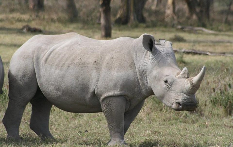 Nairobi National Park Half-Day Wildlife Tour from Nairobi