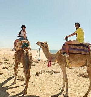 Dakhla Camel Ride Experience