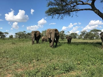 3 Days, 2 Nights Serengeti & Ngorongoro Conservation Safari