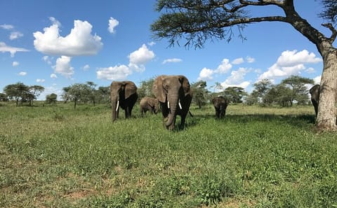 3 Days 2 Nights Serengeti and Ngorongoro Conservation Safari