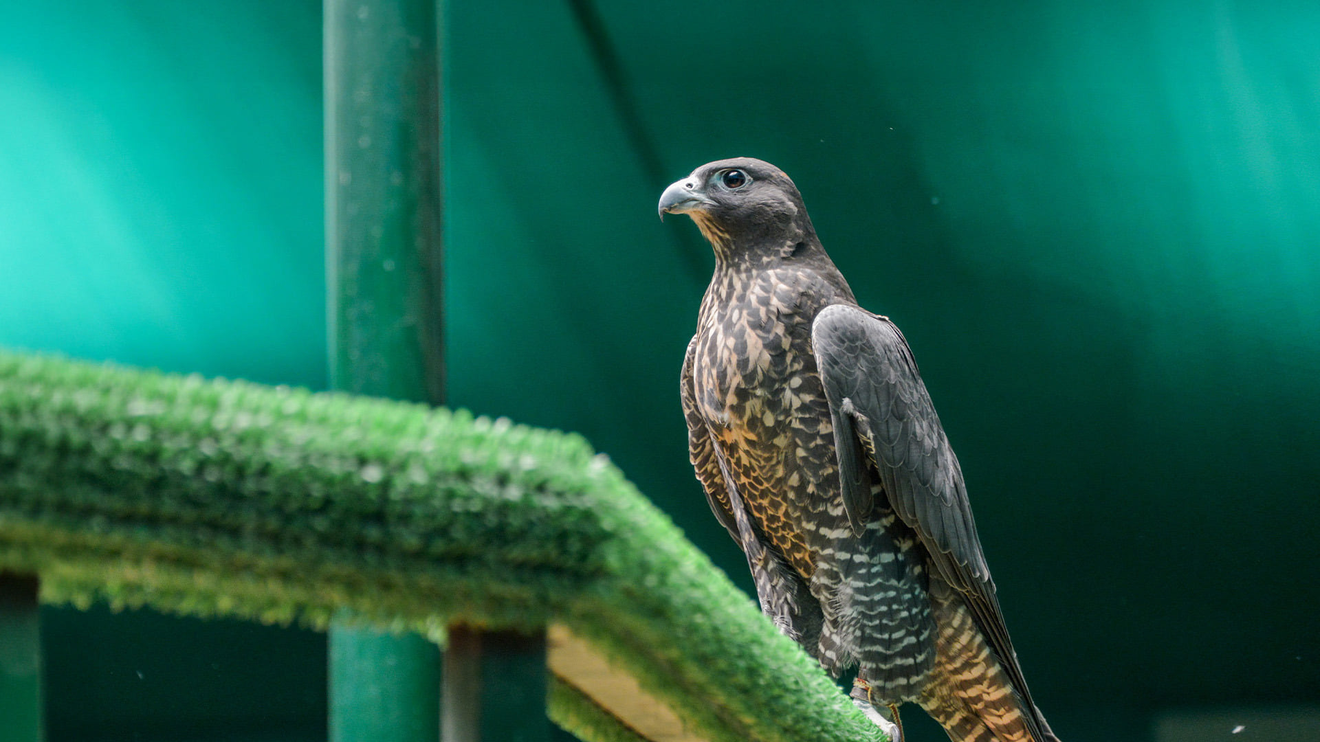 A dark falcon with speckled feathers perches on a green rail against a blurred green backdrop at Abu Dhabi Falcon Hospital.