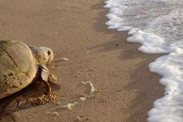Six-Day Safari and Beach Tour in Durban, South Africa