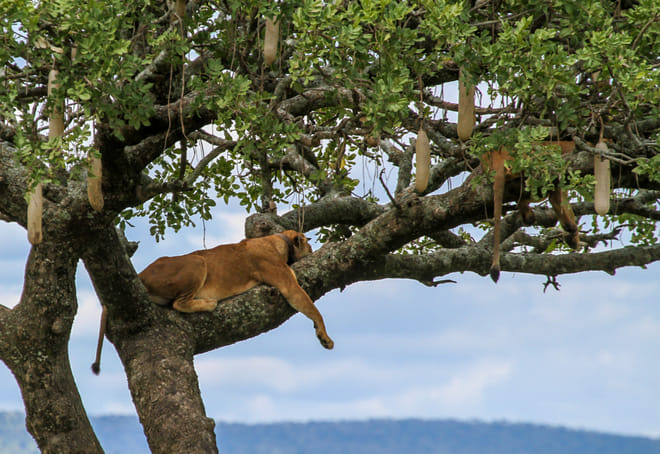 12Days Best of Kenya and Tanzania Wildlife Safari 10
