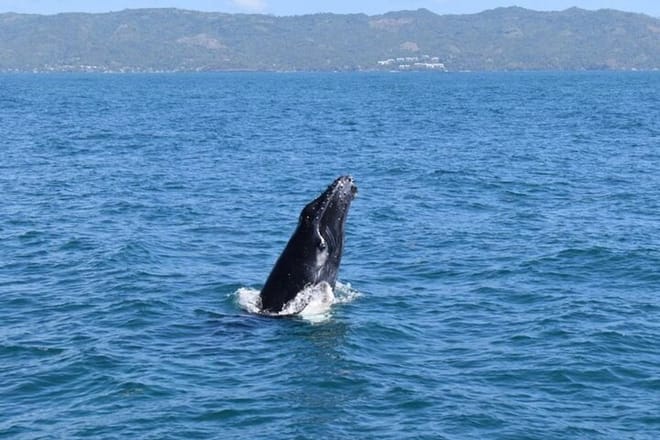 Whales Watching And Waterfall El Limon Adventure photo 5