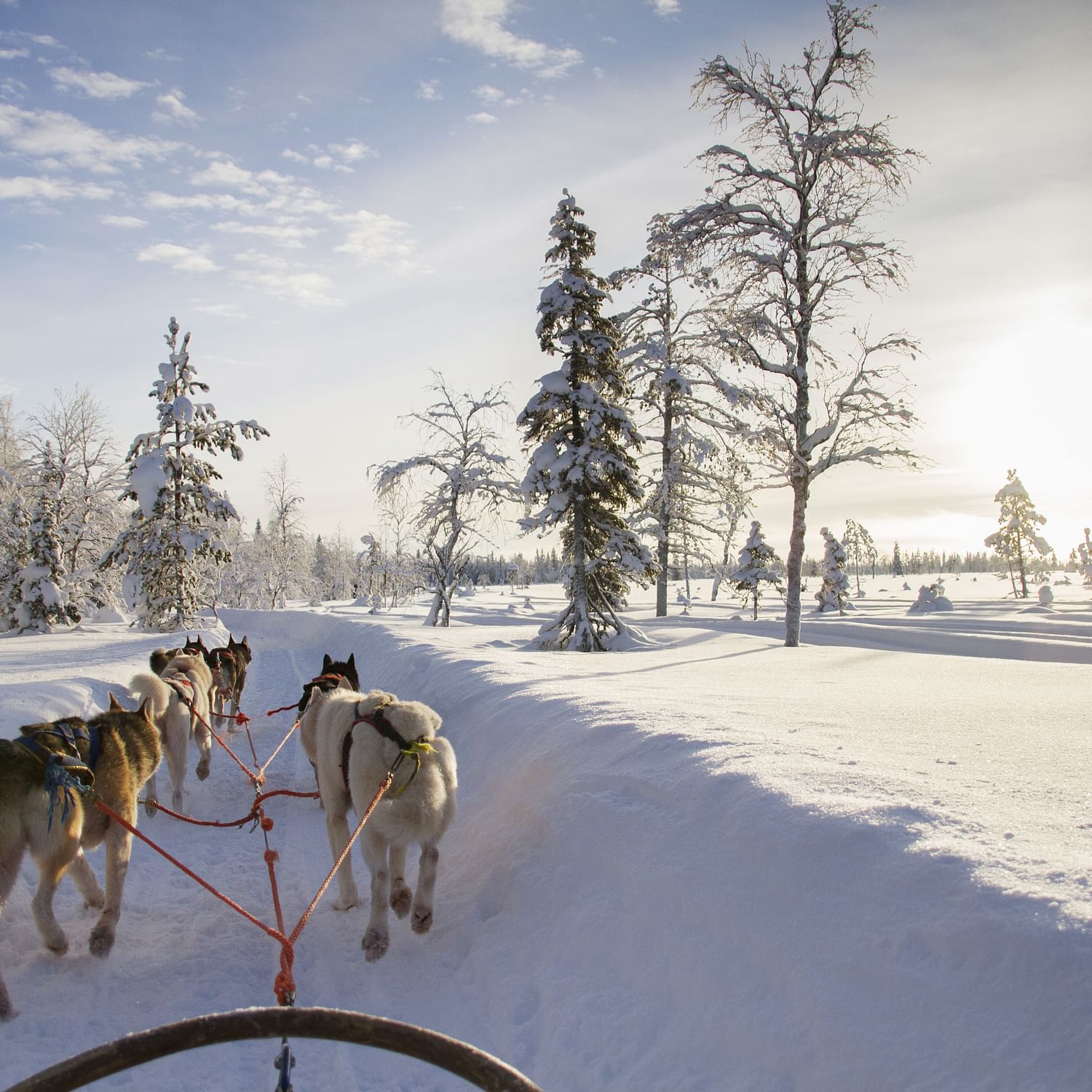 Husky Farm Visit & Sled Experience