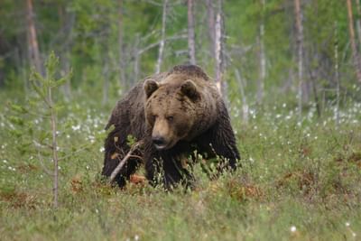 Boat trip to the wilderness lake and bear watching