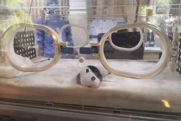 Chengdu Panda Base and Leshan Buddha Day Tour