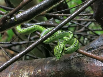 Sinharaja-Rainforest-Private-Day-Tour-from-Galle-2