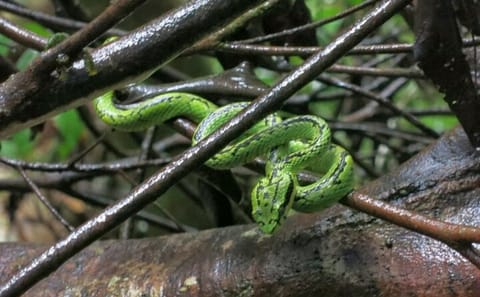 Private Day Tour of Sinharaja Rainforest from Hikkaduwa