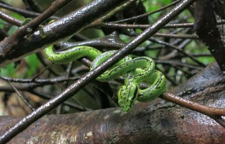 Private Day Tour of Sinharaja Rainforest from Hikkaduwa