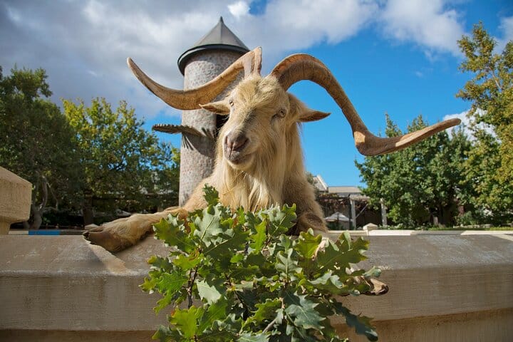 South Africa Cape Winelands Full Day Private Tour 6