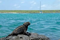 Galapagos Fauna