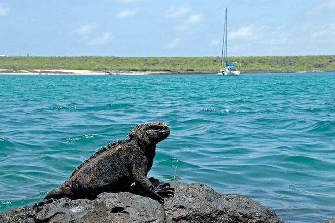 Galapagos Fauna